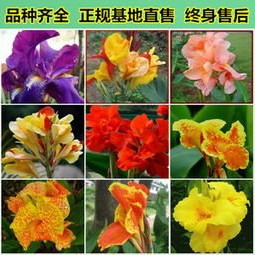 精品大花美人蕉，基地直销，保证品种，保证质量，保成活