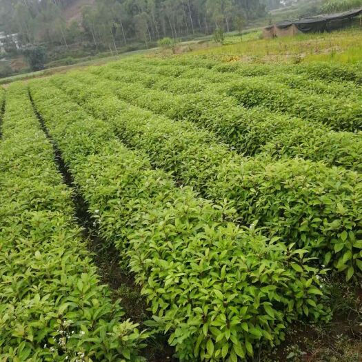 宜宾樟树苗 油樟小苗 油樟杯苗 油樟苗正品 物美价廉
