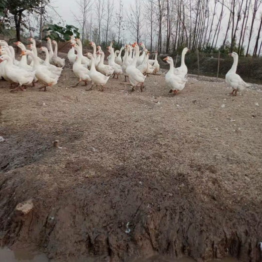 信阳皖西杂交鹅 散养皖普杂交，260天左右，地址在河南省信阳市平桥区肖店。