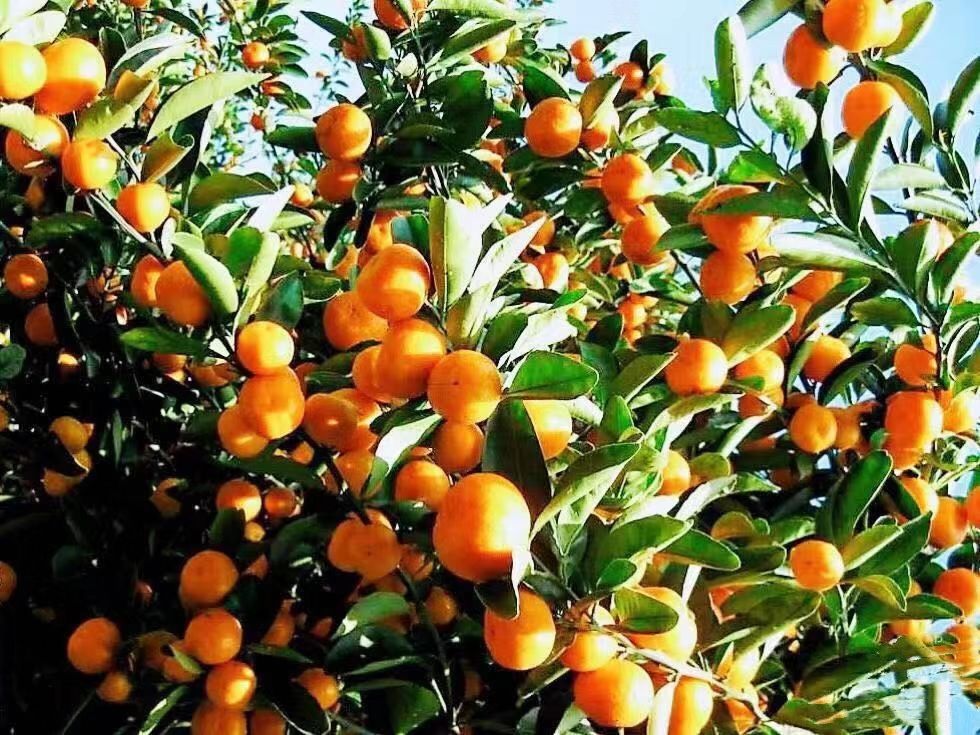 大分蜜桔  峡口柑桔