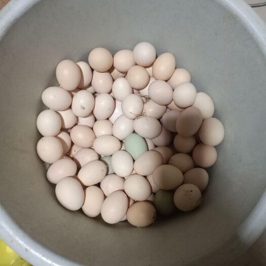 靖远县土鸡蛋 食用 箱装 
