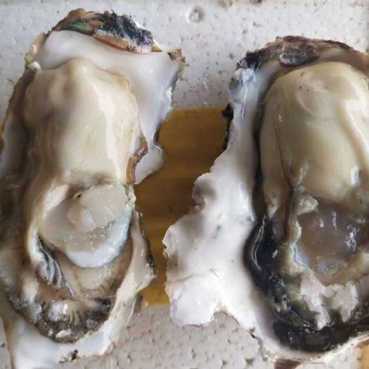 大连大连生蚝 真正生蚝，口感只有吃了才知道