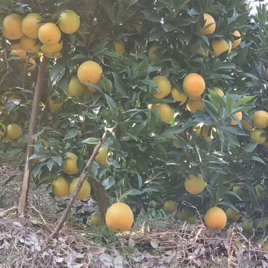 麻阳县脐橙