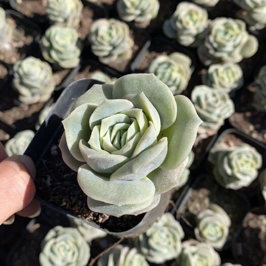 漳州可爱玫瑰一箱54盆