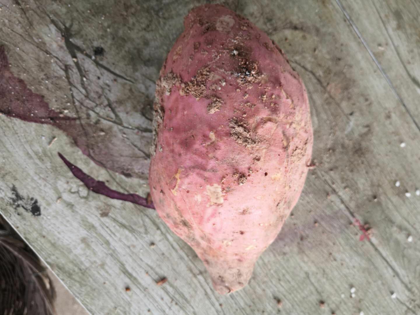 商薯19号 河南红薯