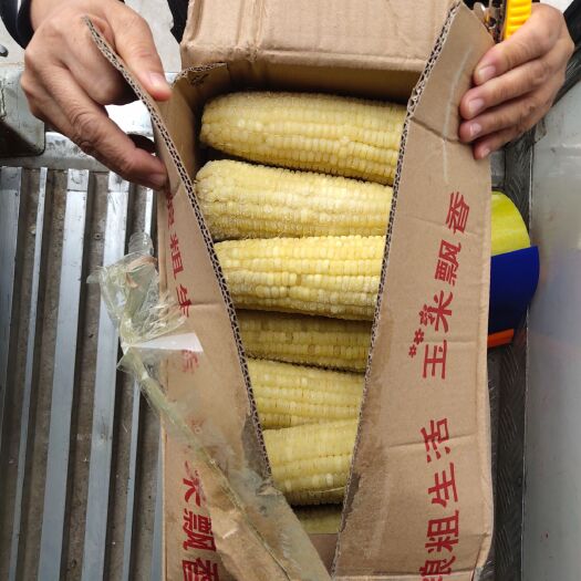 长治速冻糯玉米 12-18个月 