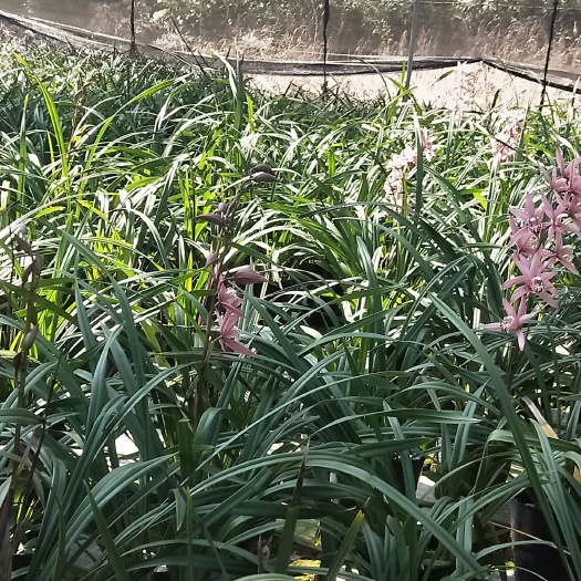 建兰  兰花中的台北小姐，半阴性植物，衣香型