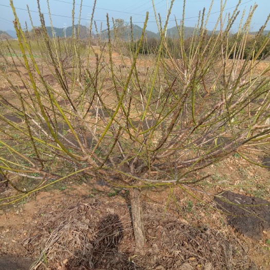 歙县本基地大量青梅苗，绿梅苗开始出售