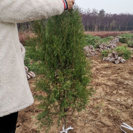 周至县窄冠侧柏  大田侧柏现挖现装，1.2米-1.8米高基地直销