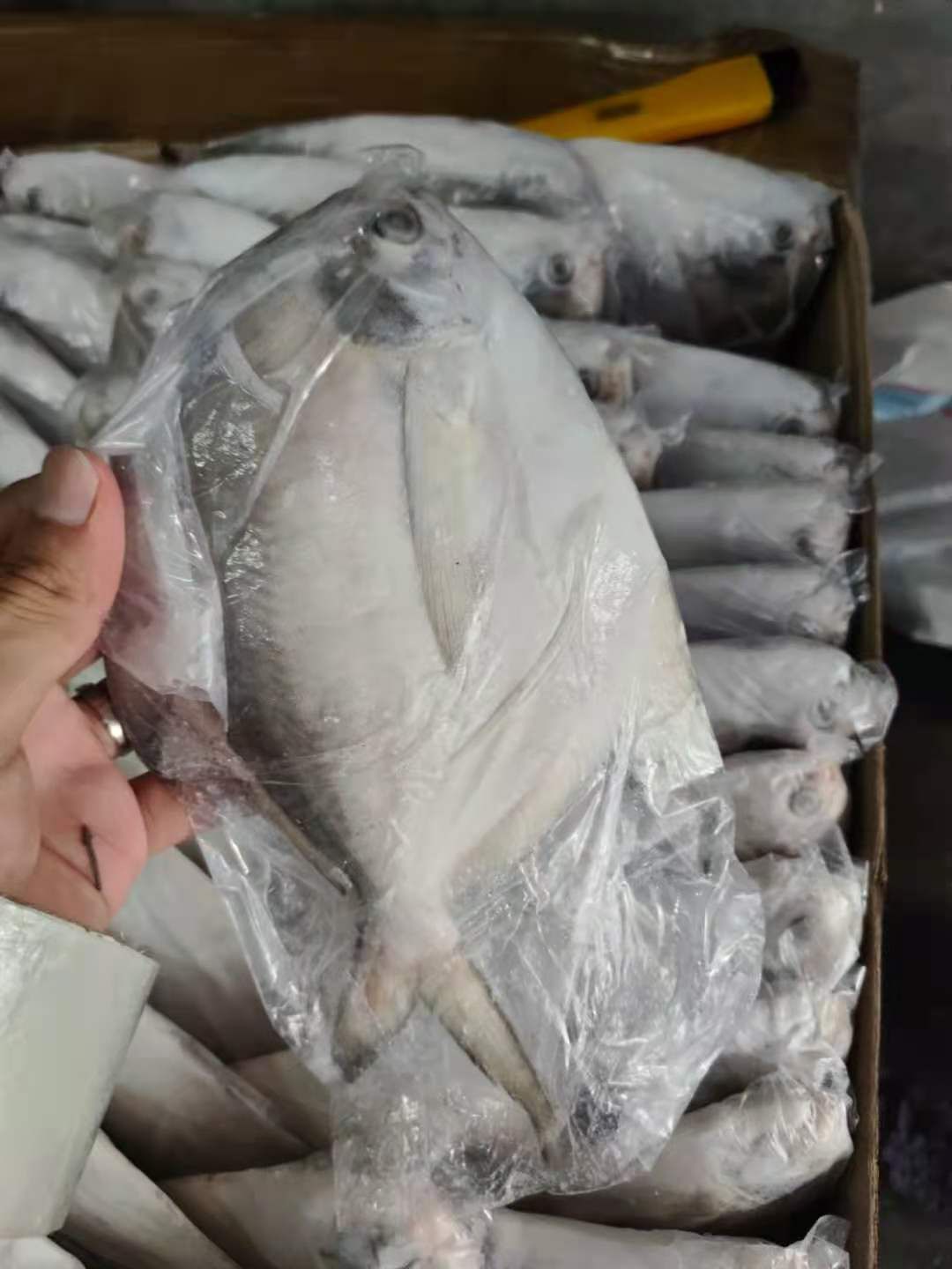白鲳鱼  白鲳各规格批发 品质好