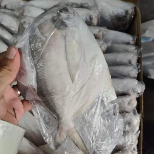 福州白鲳鱼  白鲳各规格批发 品质好