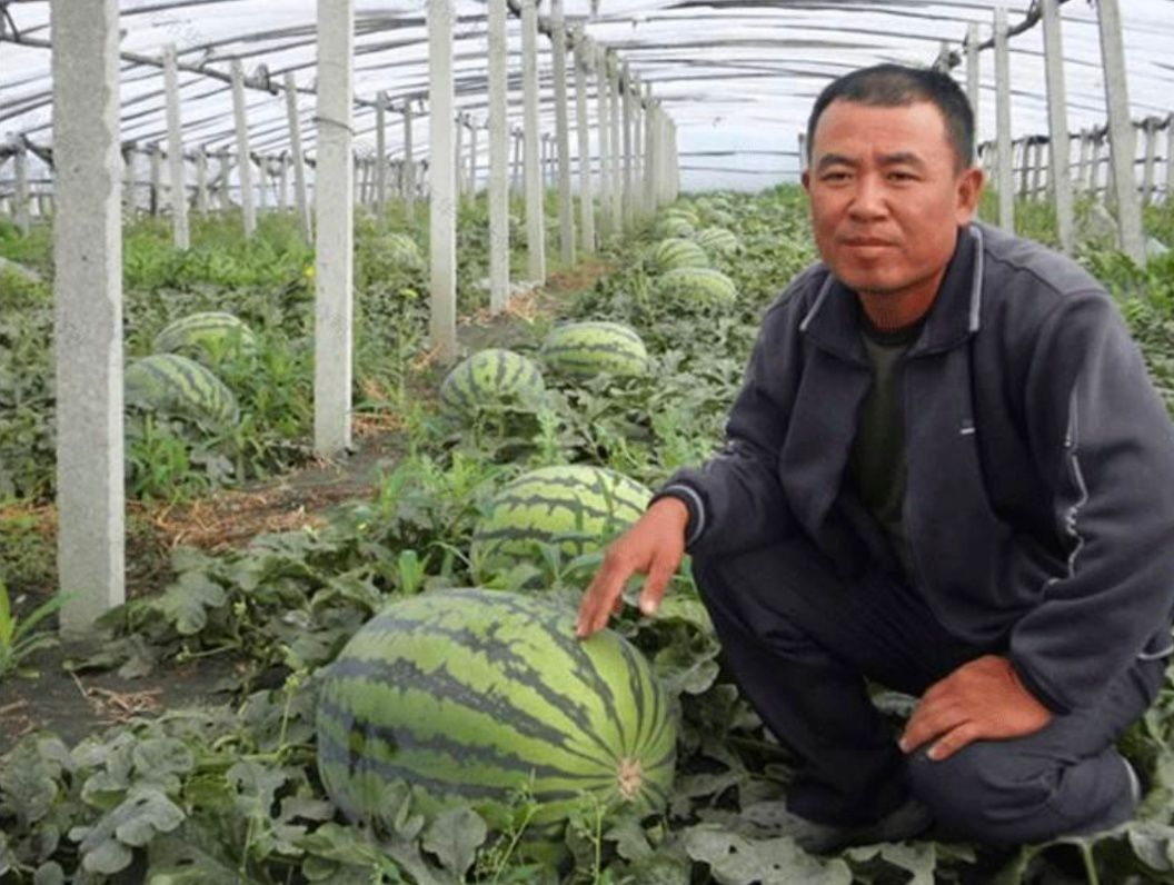 西瓜种子沙漠一号，大果抗病薄皮花皮，详细介绍请看包装说明谢谢