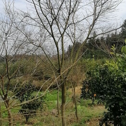 全州县深红细叶鸡爪槭  深红叶鸡爪槭