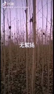 夏邑县其它苗木 柳树苗