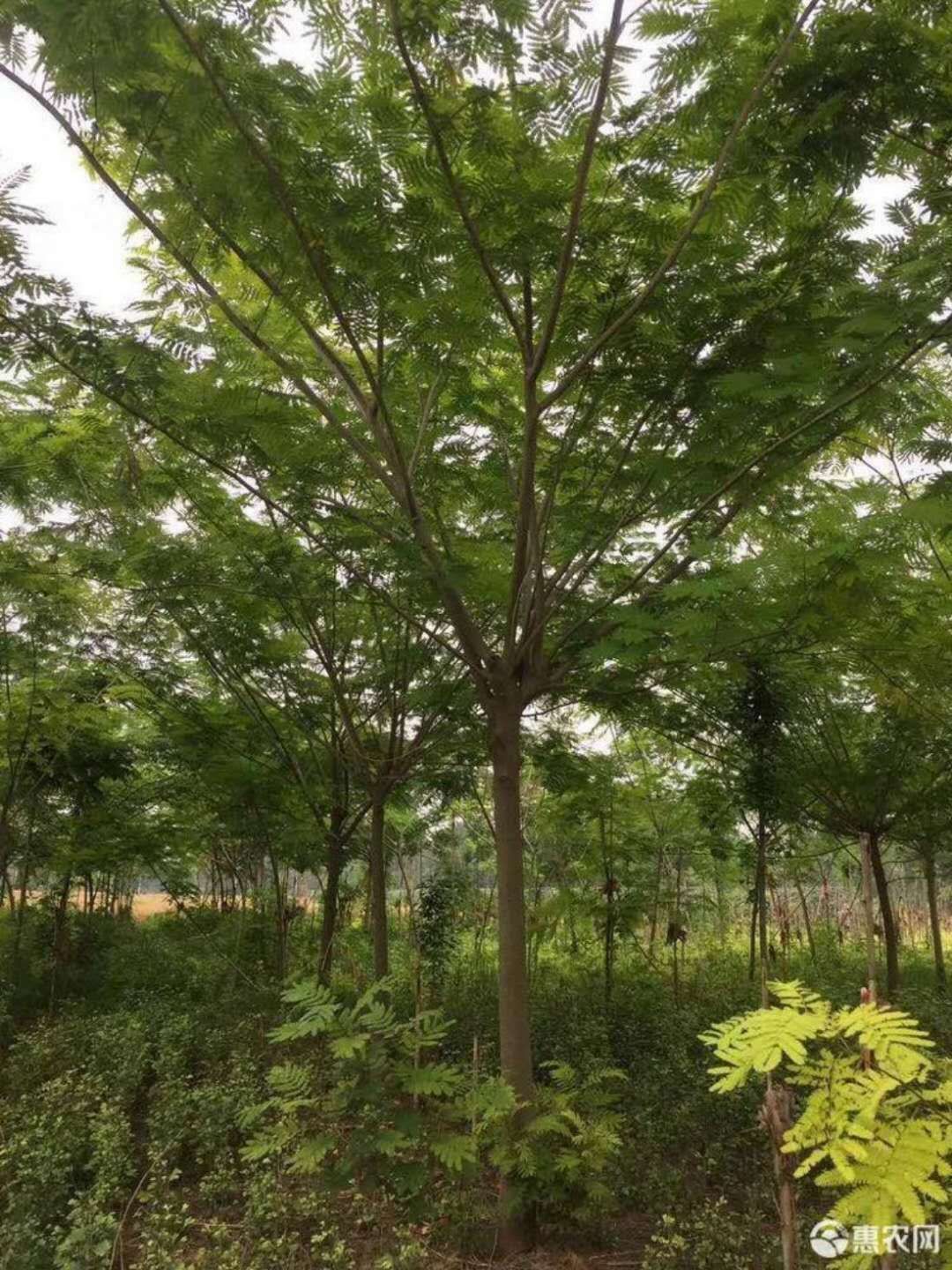 土合欢  合欢，合欢树，大叶合欢树批，发8-25公分合欢树批发