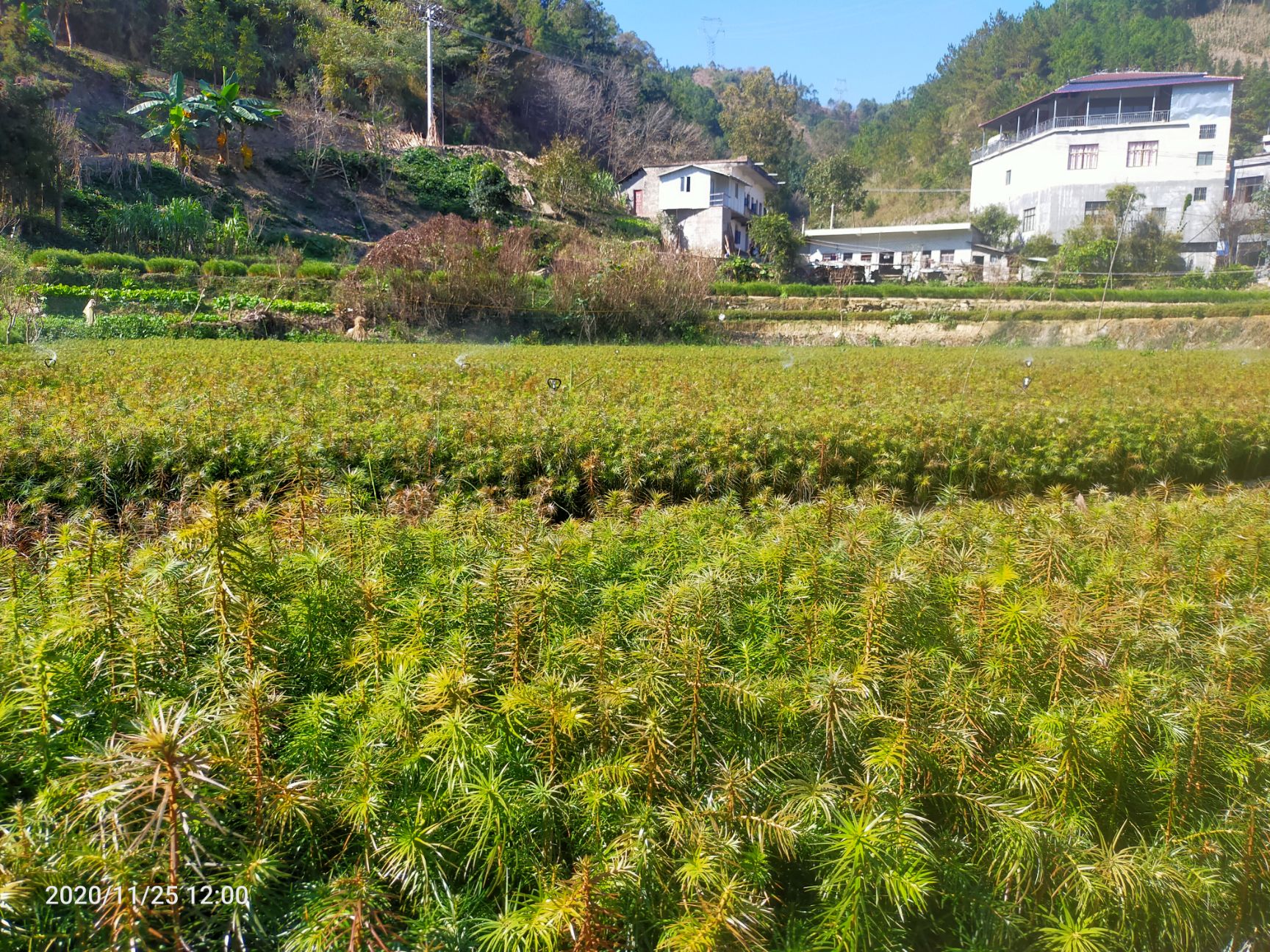 杉木树苗  基地大量出售杉木苗  现取现发   规格齐全
