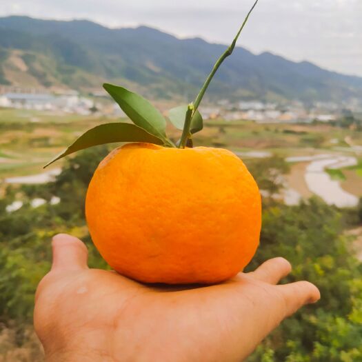 昌宁县云南高山优质椪柑