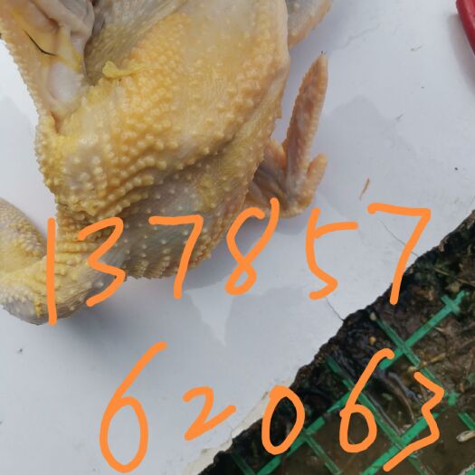 东光县土鸡  老母鸡