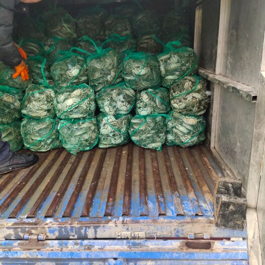 建湖县盐城生态大闸蟹  江苏大闸蟹，品质好。干货1/6规格