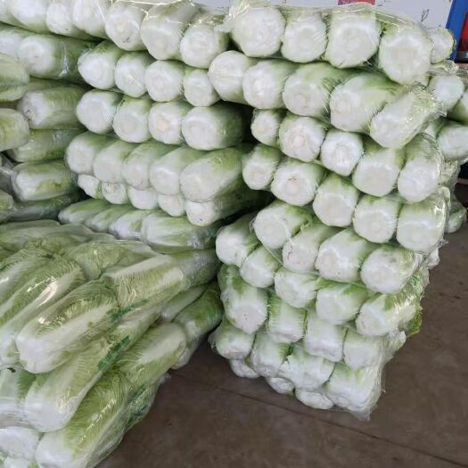 北京3号大白菜 板菜扁包对头菜，无腐烂，无干叶，口感好