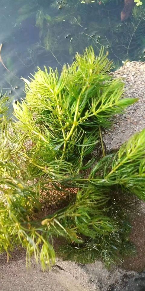 青州市金鱼藻
