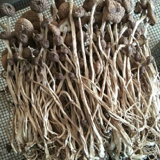 广昌县广昌5号茶树菇 茶树菇广昌3号，5号，开伞菇