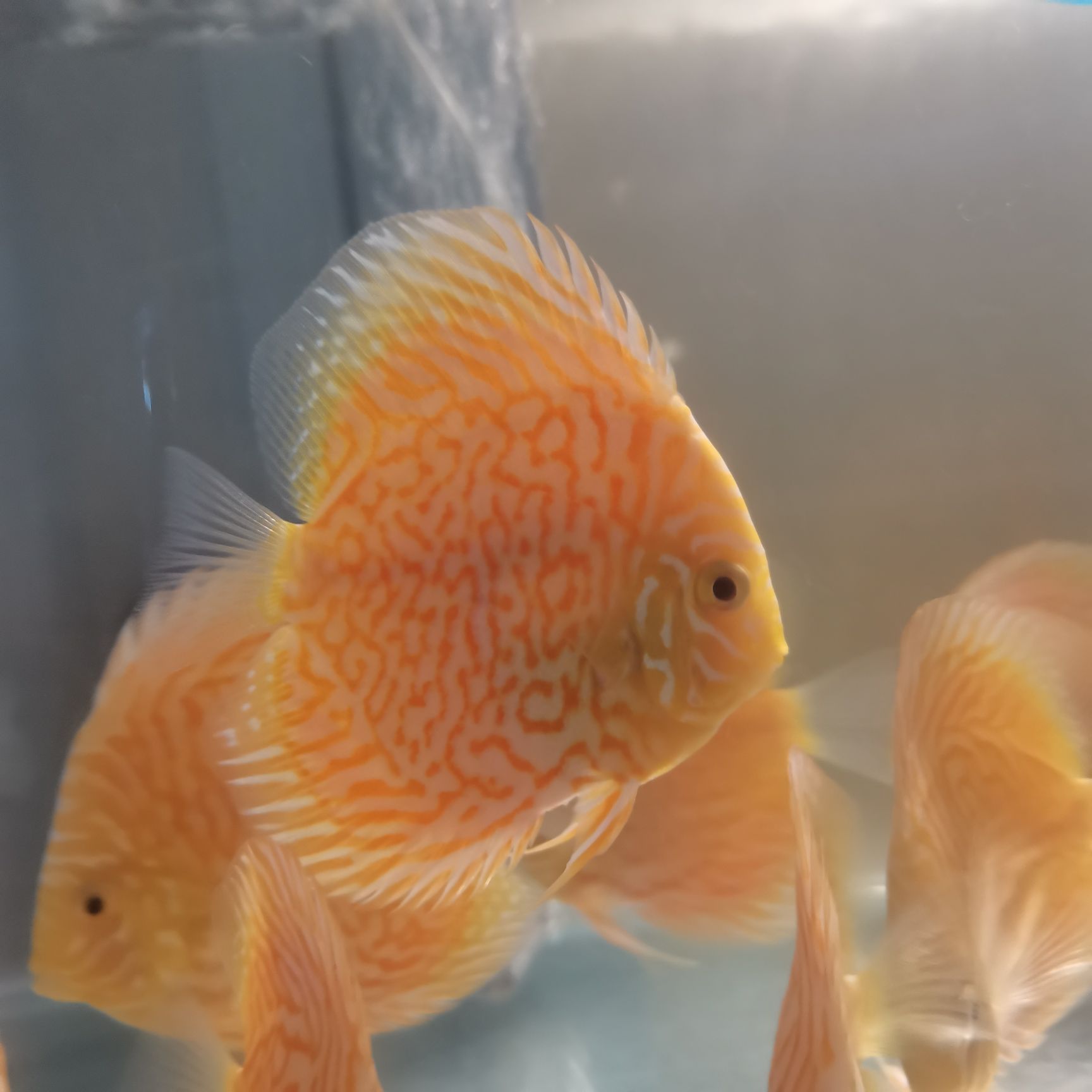 七彩神仙鱼  热带七彩鱼白化虎纹松红眼亦曈3-5厘米含尾水族观赏鱼自产自销