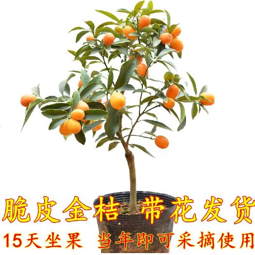 沭阳县脆蜜金柑苗  金钱桔盆栽，食用橘子果苗四季脆皮树苗脆盆栽