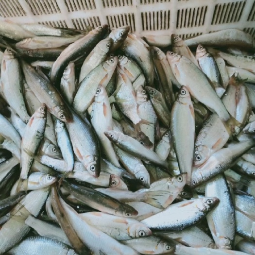 富锦市 公鱼，江板黄，肉多刺少，，，，，