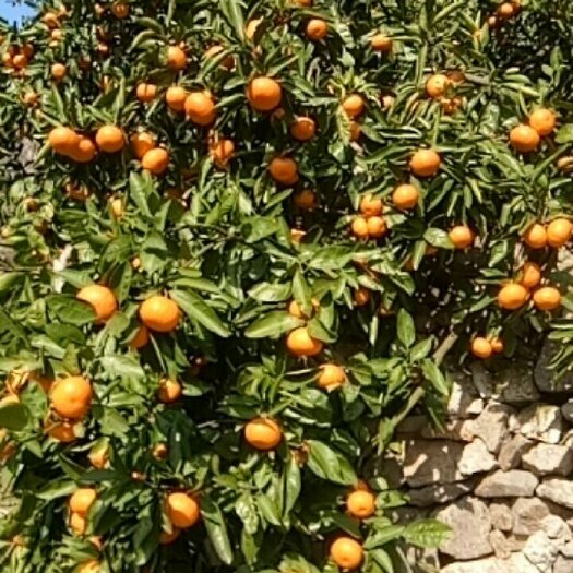 临海市涌泉高山蜜桔，无抛光无打蜡，皮薄水分多甜度高，全国包邮。