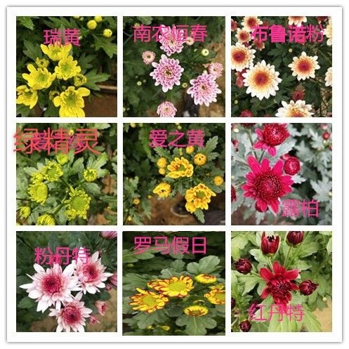 东海县小菊雏菊鲜花基地直发需要的联系