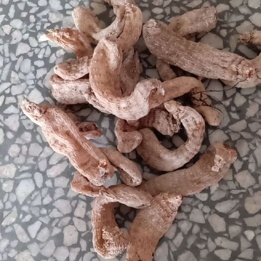 丹凤县天麻  秦岭深山天麻