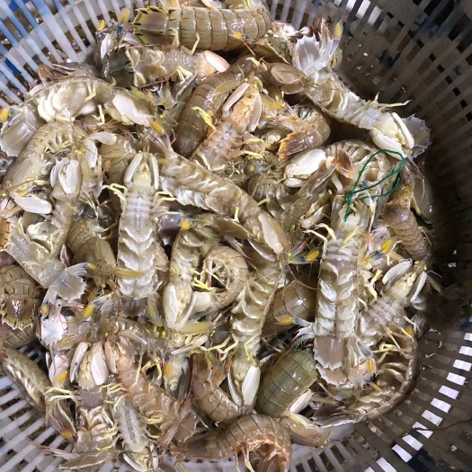 烟台渤海湾皮皮虾，新鲜美味。