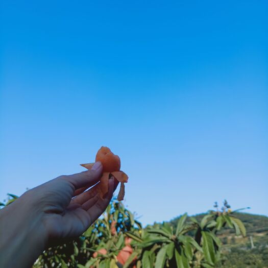 蒙自市蒙自枇杷  云南蒙自大五星枇杷，30克以上大果，基地货自产自销支持空走货