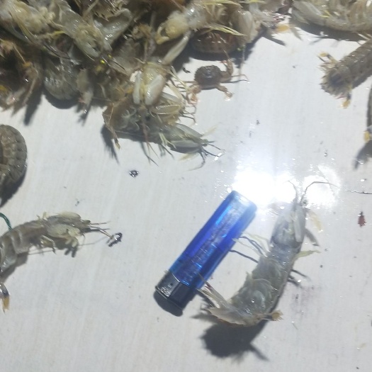 启东市皮皮虾，虾爬子，虾公