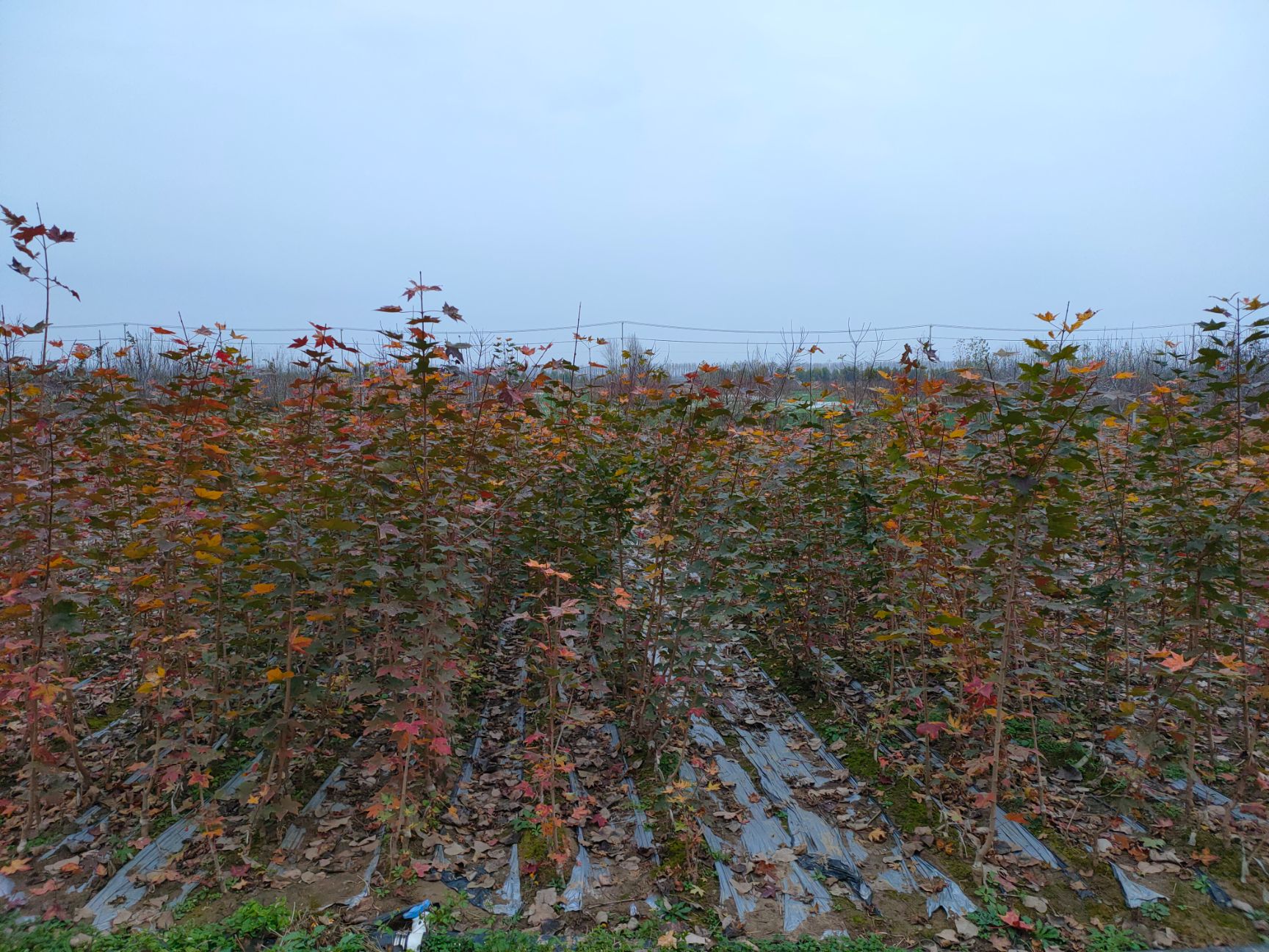 元宝树  缤纷秋色小苗