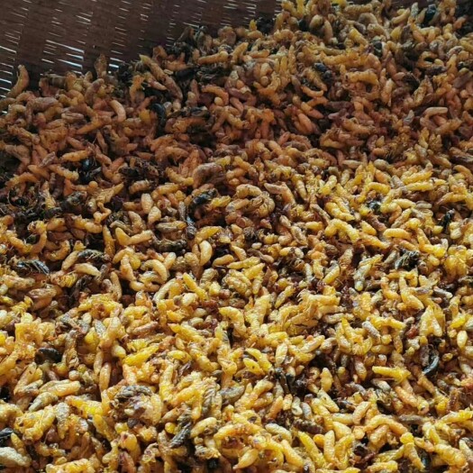 胡蜂蛹 大自然的馈赠果然美味，油炸蜂蛹鲜香酥脆，食用起来香脆有营养