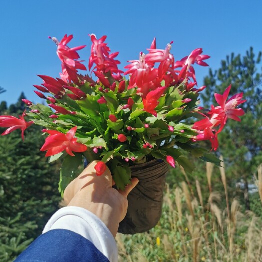 漳平市蟹爪兰，带花苞，带盆土，基地批发一手货源长期供应质量保障