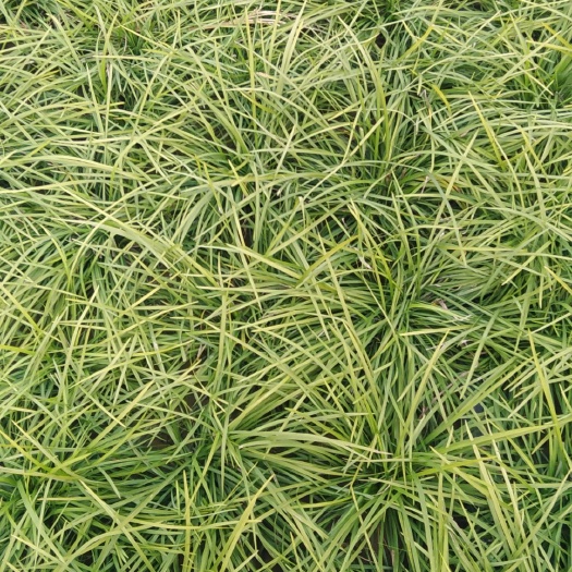东阿县麦冬草，麦冬，緑化苗木基地