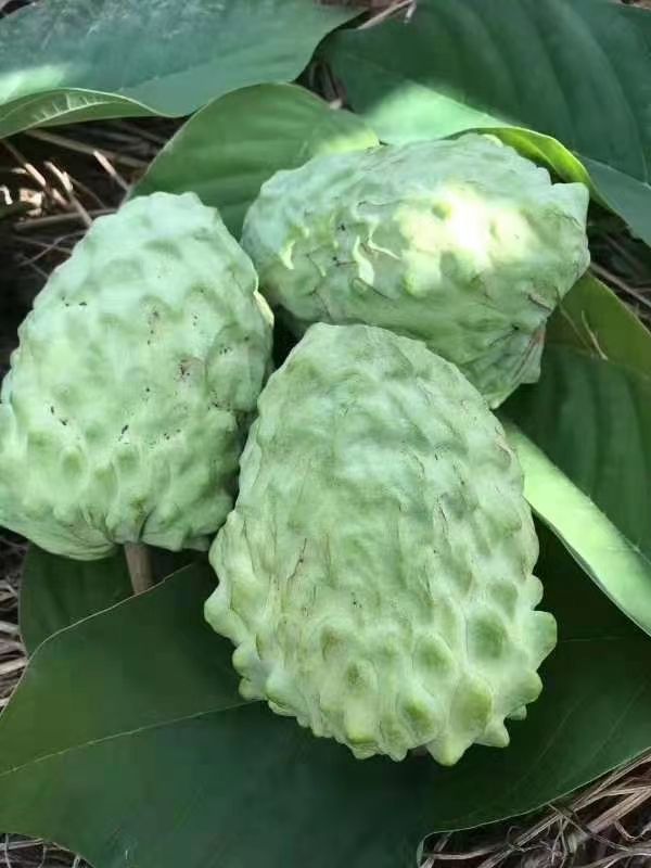 釋迦 泰國特級奶牛釋迦果