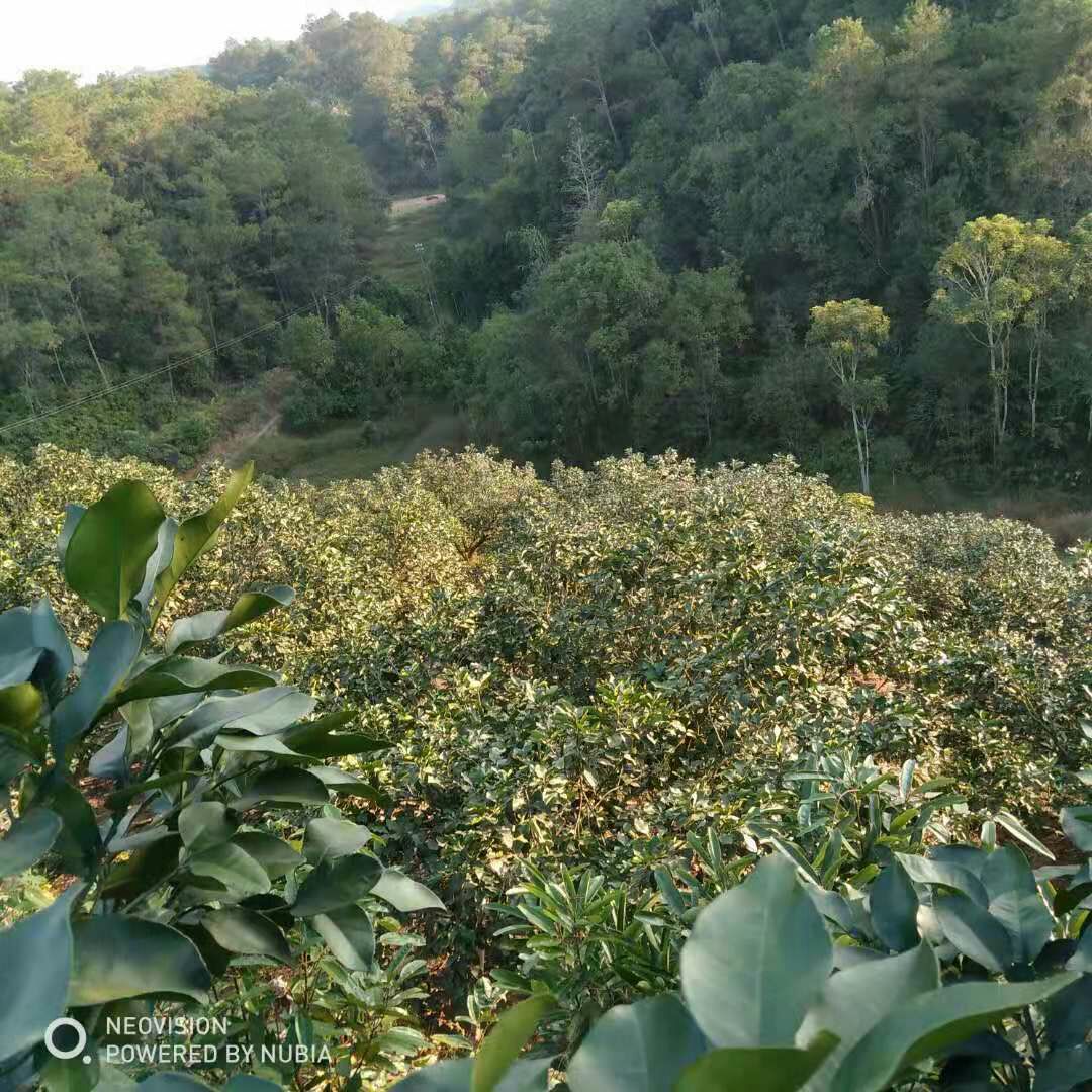 广西玉林容县沙田柚贡品级别自产自销!