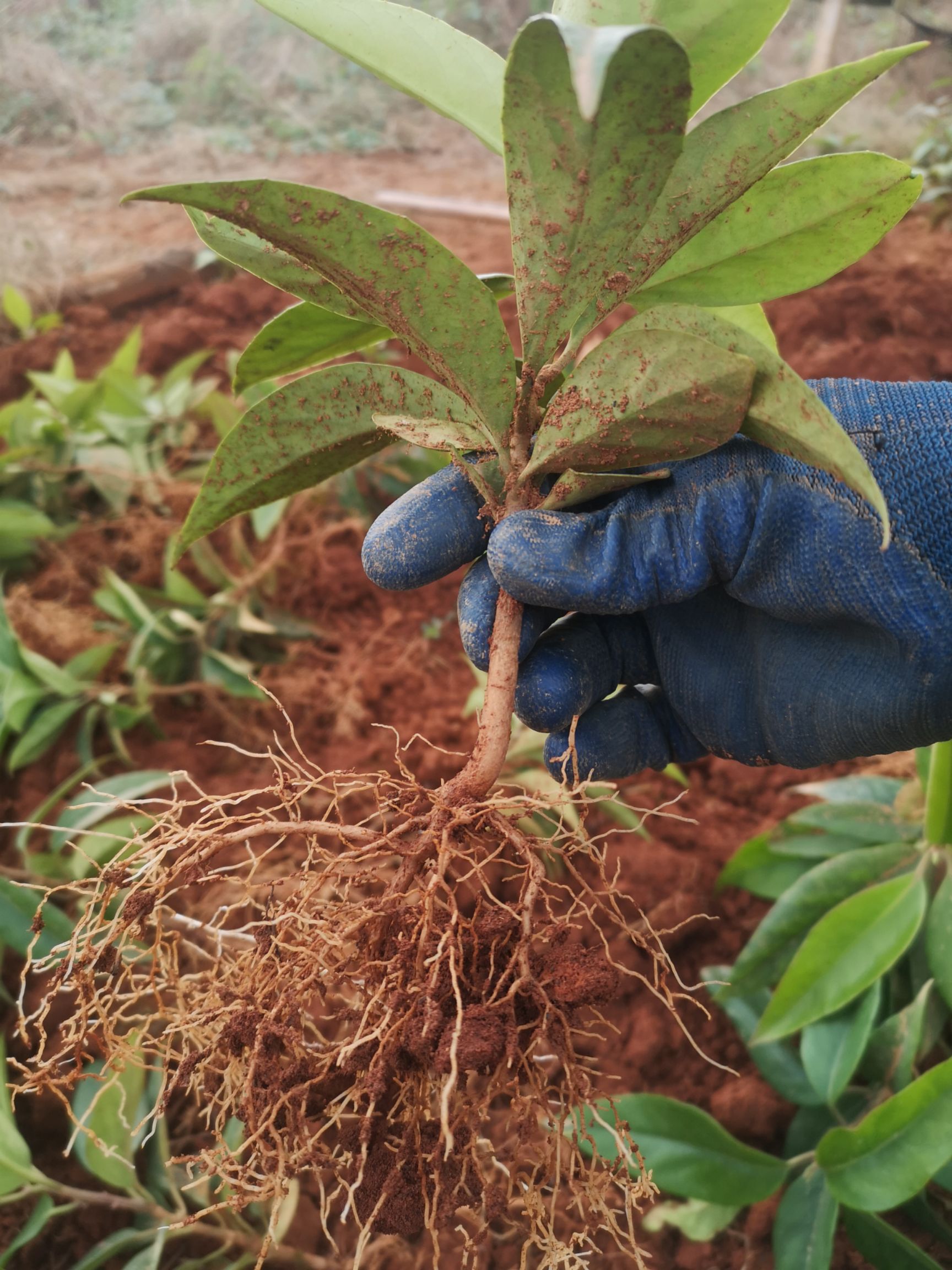 晚熟黑老虎苗 晚熟布福娜苗 布福娜 黑老虎苗