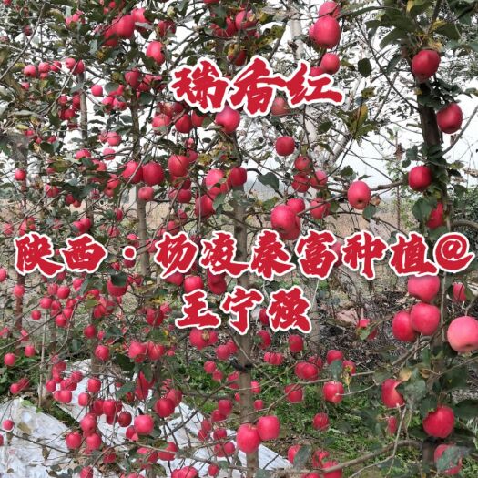咸阳【瑞香红】苹果