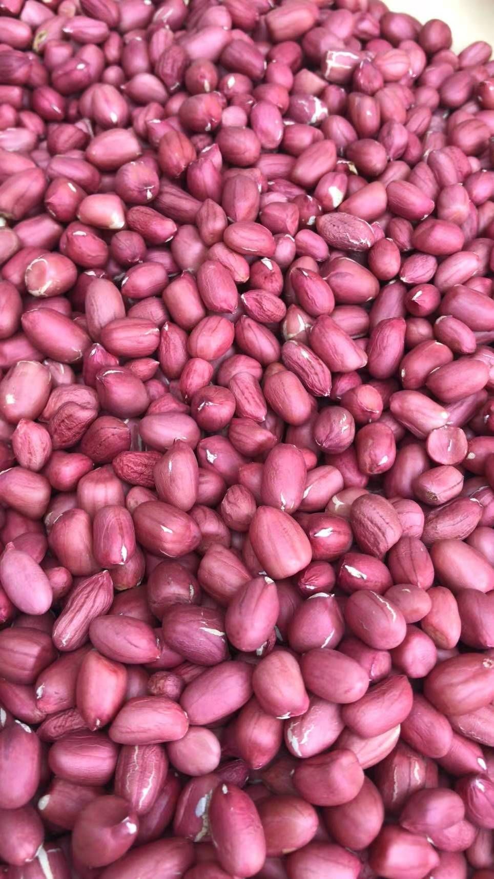 油料花生米  白皮花生米