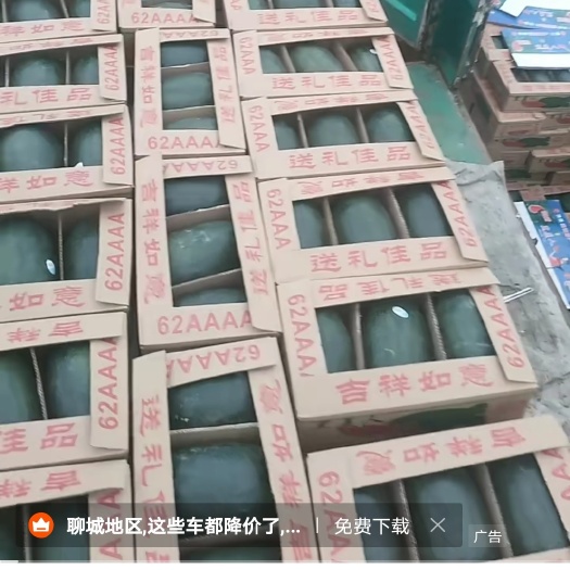 冠县黑美人西瓜  越南黑美人电商微商市场，有意的联系我，
