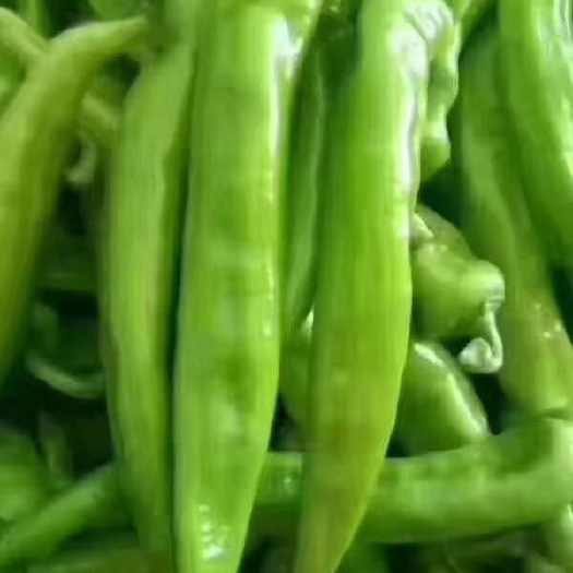 邯郸河北邯郸尖椒大量现货质量好