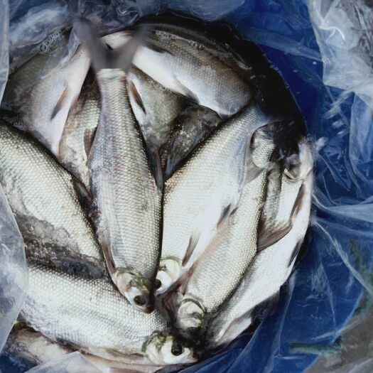 重庆市翘嘴鲌鱼 翘壳