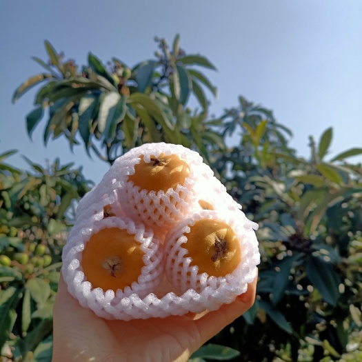 蒙自市云南蒙自枇杷，串果专业户都有现货，支持空运，路远。个头大大的