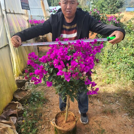 宜良县 云南紫三角梅