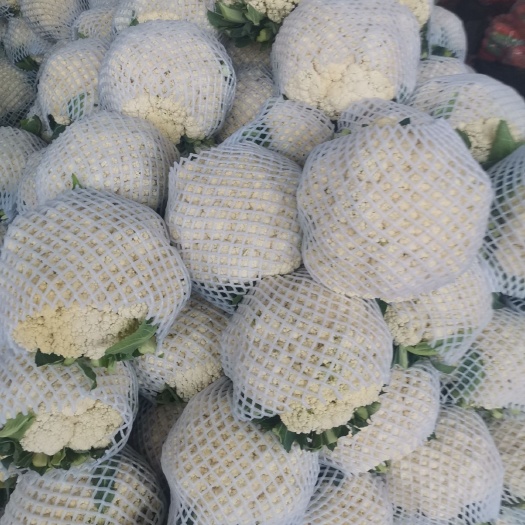 邯郸白花菜花 适中 河北省邯郸市丛台区 2~3斤